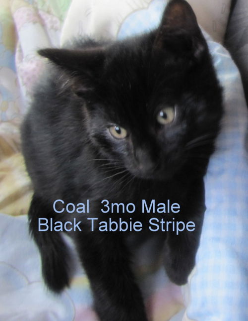 Coal