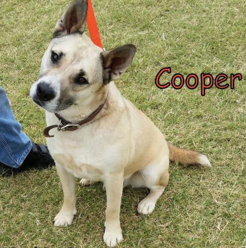 Cooper