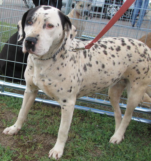 Speckles