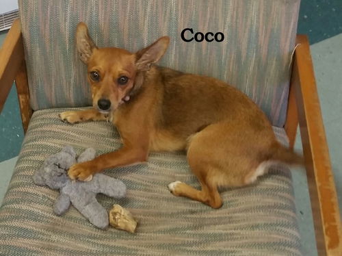 Coco