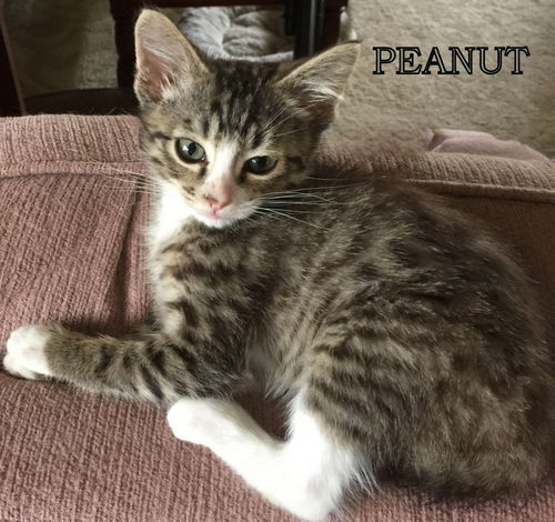 Peanut