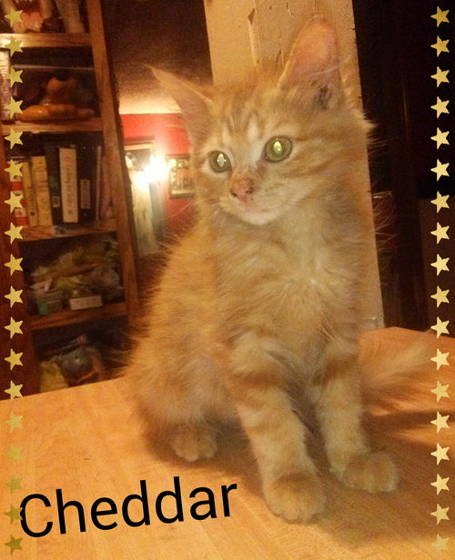 Cheddar