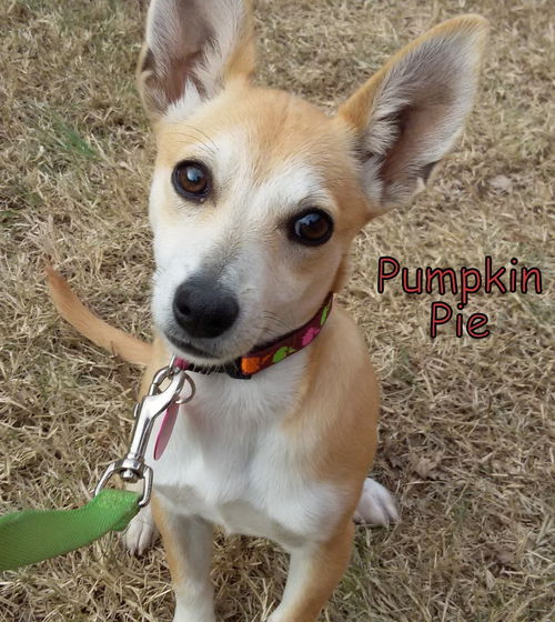 Pumpkin Pie