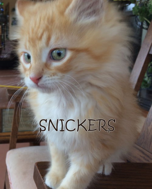 Snickers