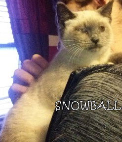 Snowball