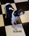 Sugar