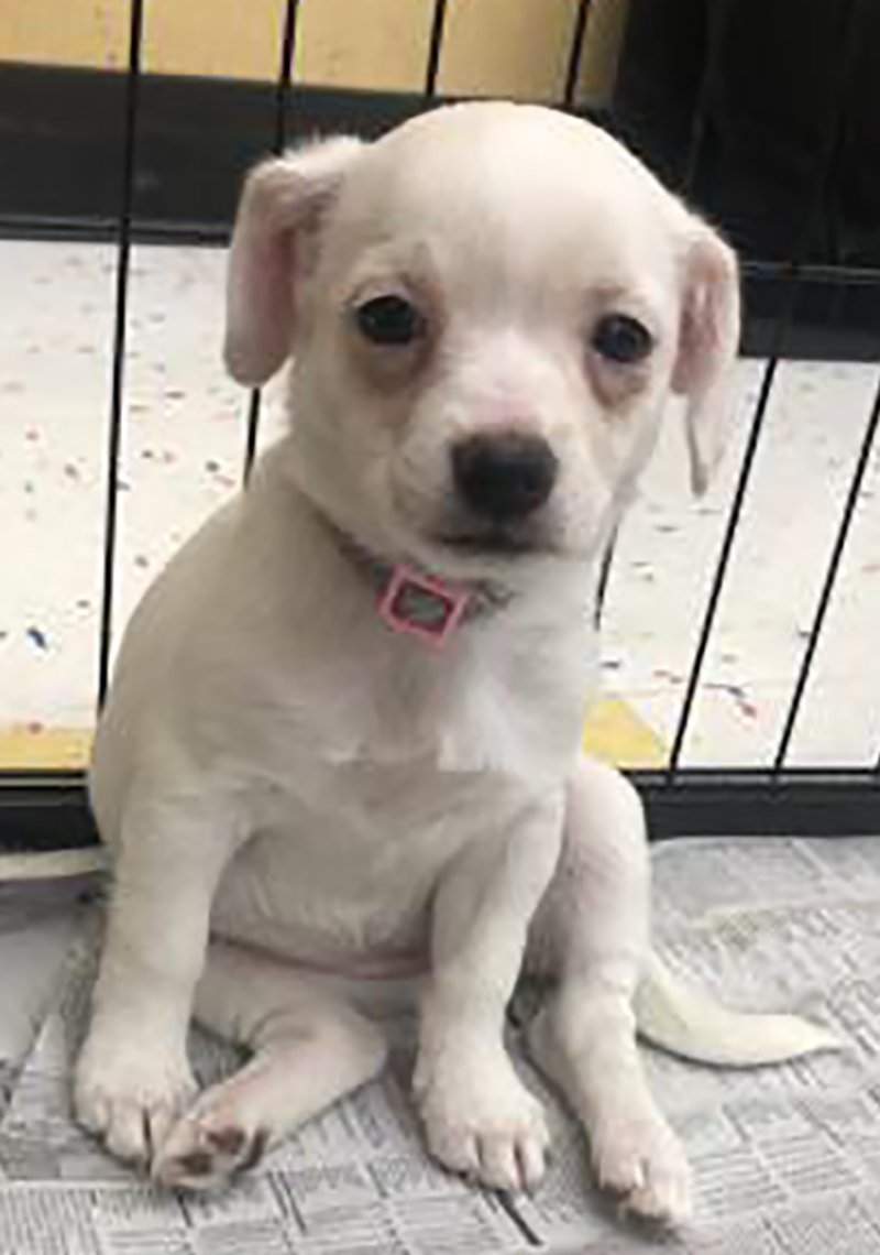 adoptable Dog in Cuyahoga Falls, OH named Lyric