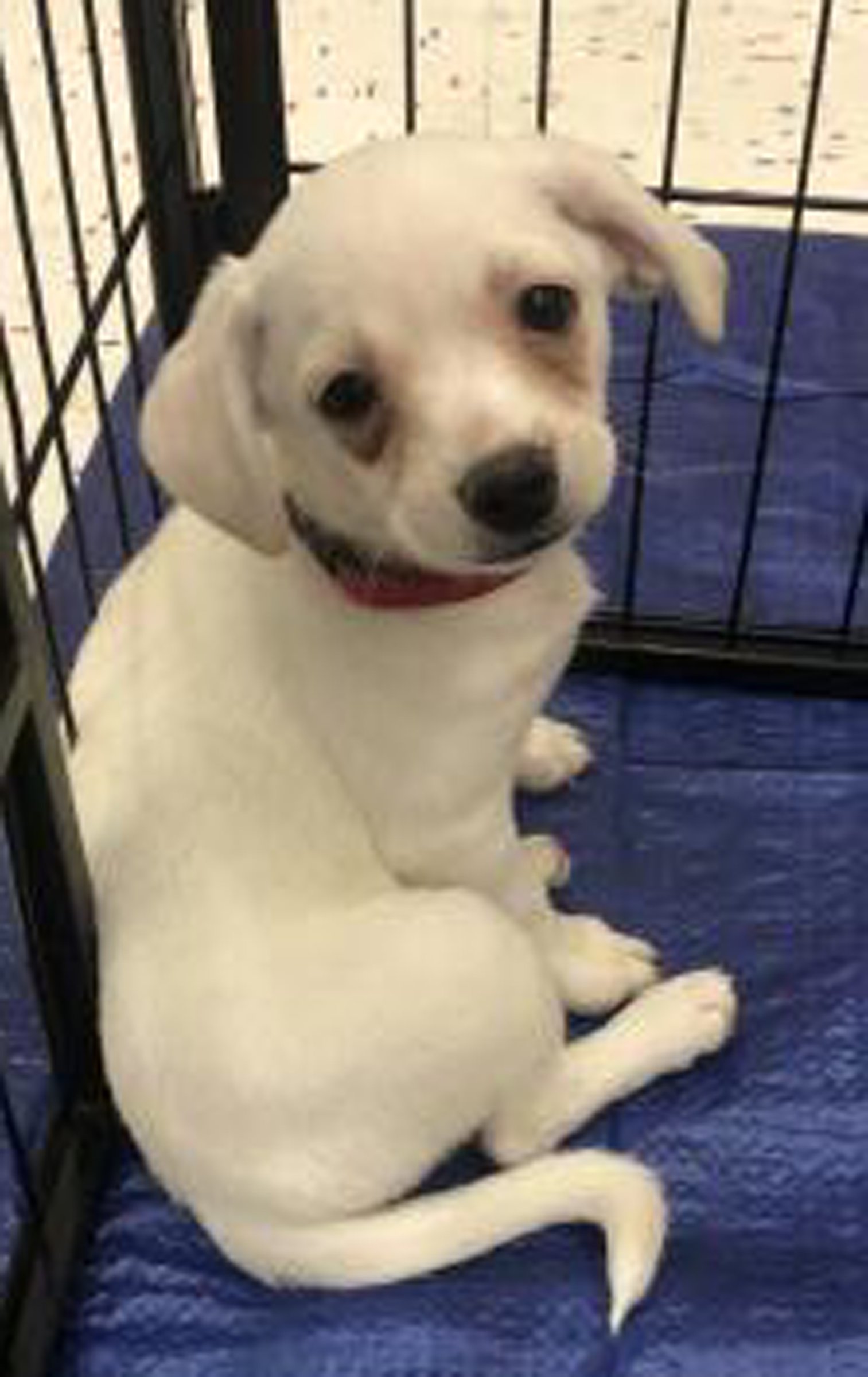 adoptable Dog in Cuyahoga Falls, OH named Melody