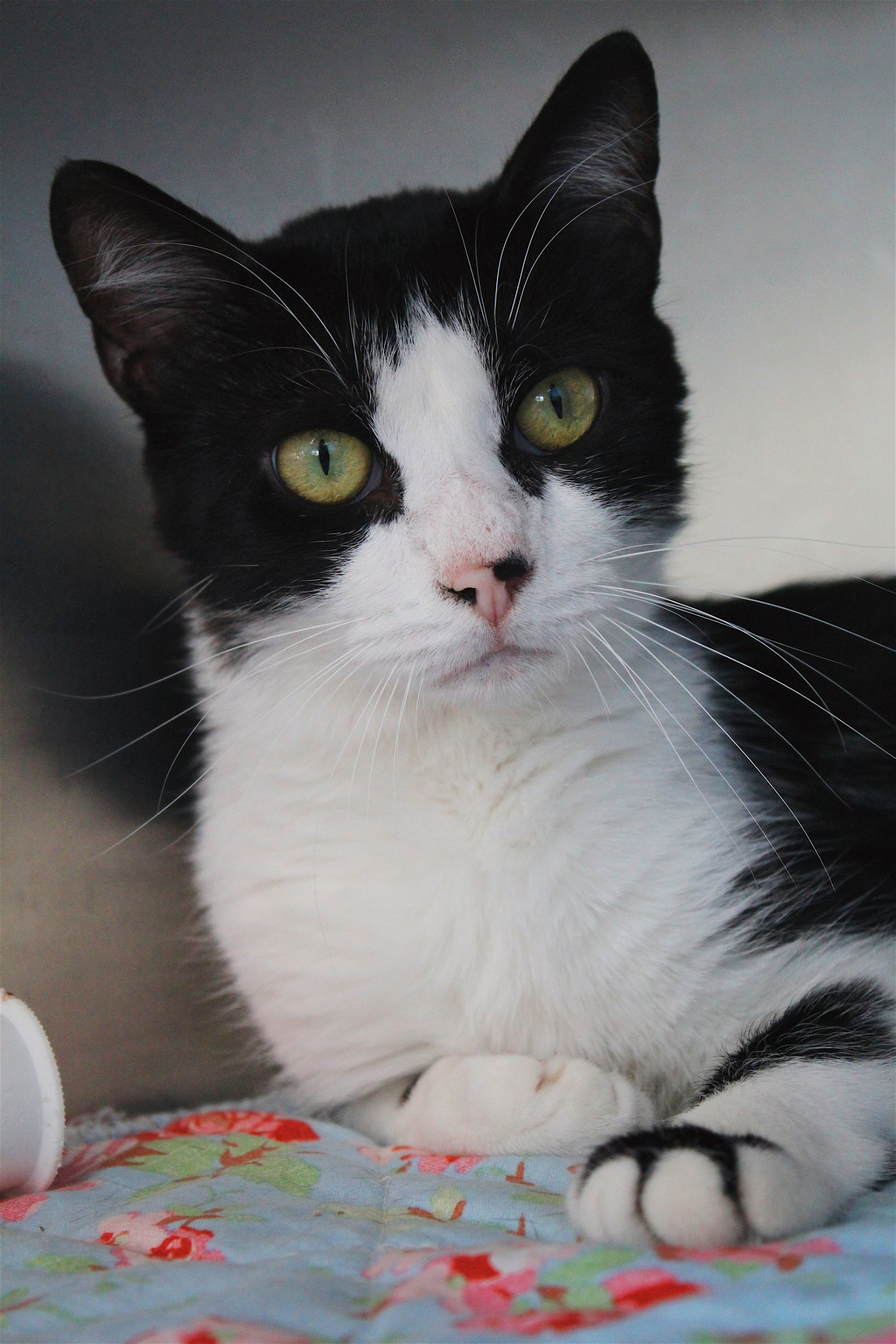 adoptable Cat in Cuyahoga Falls, OH named Oreo