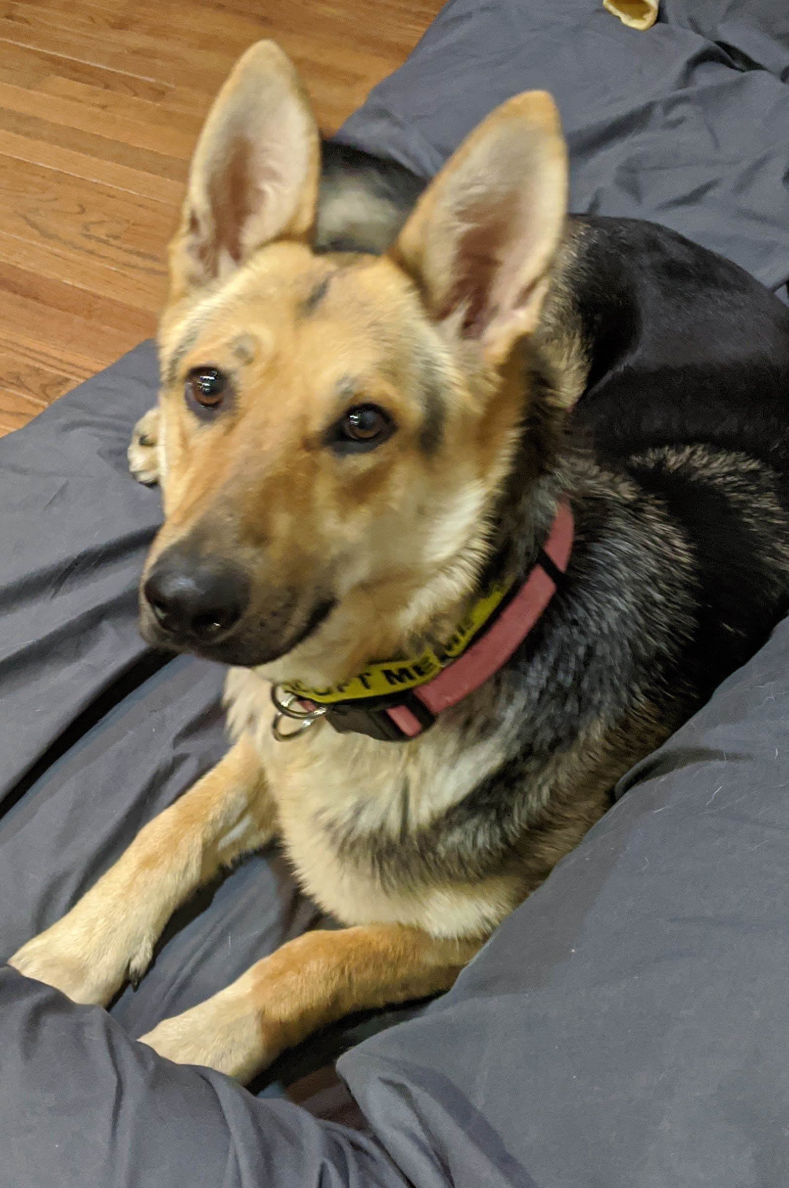 adoptable Dog in Cuyahoga Falls, OH named Sheila