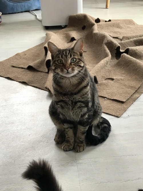 GENESIS - Tabby available for adoption