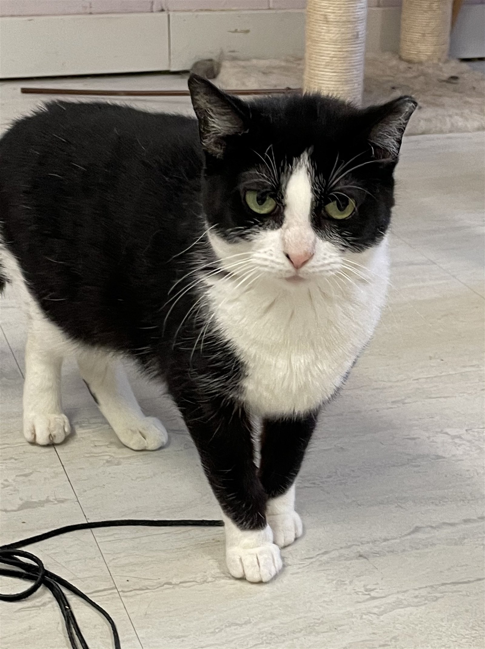 adoptable Cat in Cuyahoga Falls, OH named Matcha