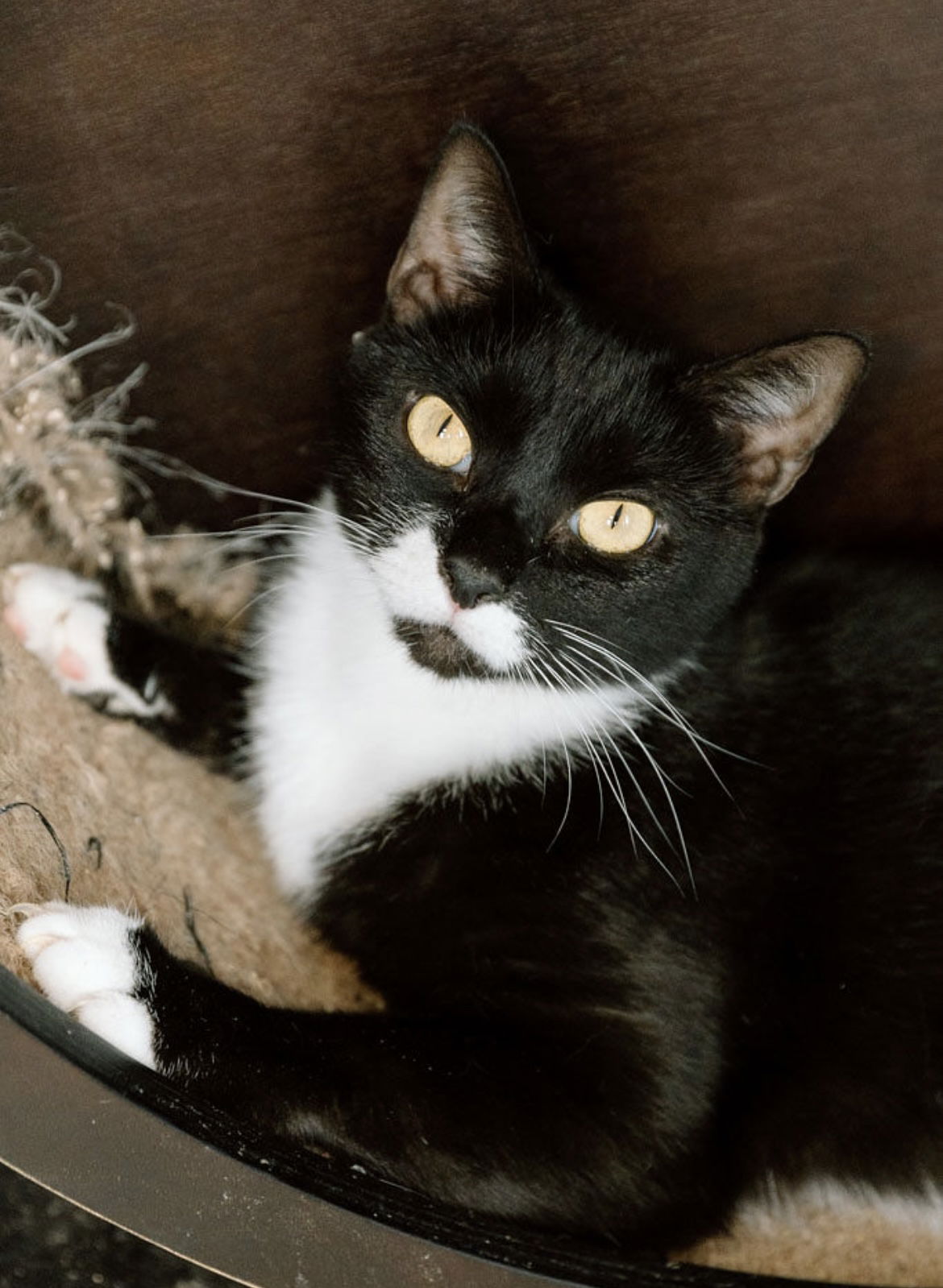 adoptable Cat in Cuyahoga Falls, OH named Stache