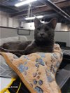 adoptable Cat in cuyahoga falls, OH named Alex