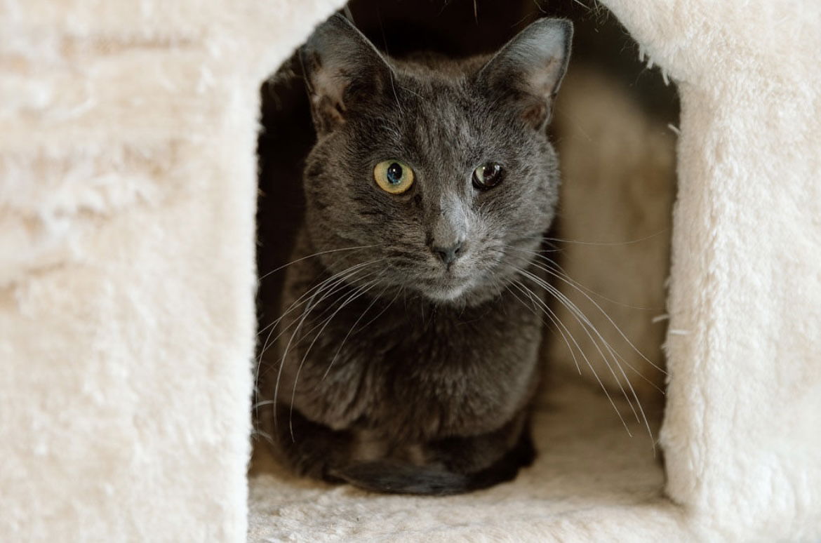 adoptable Cat in Cuyahoga Falls, OH named Alex