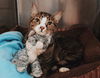 adoptable Cat in Cuyahoga Falls, OH named Zevyn