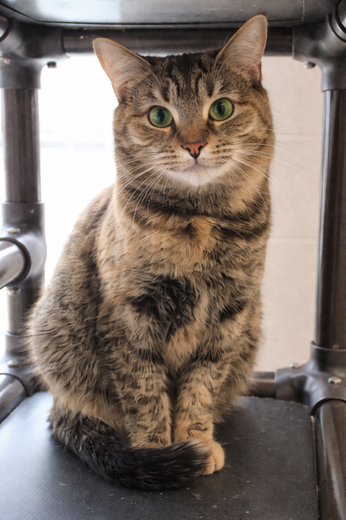SANTANA - Domestic Short Hair available for adoption