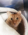 adoptable Cat in  named Walt