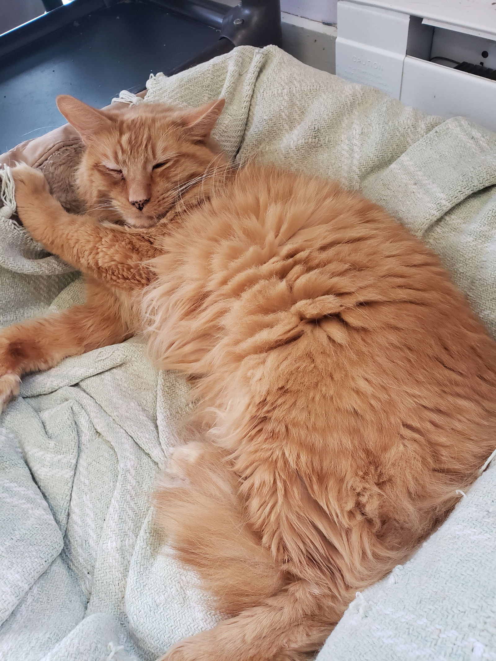 adoptable Cat in Green, OH named Walt