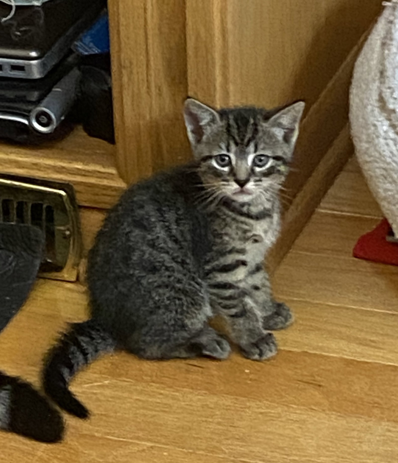 Cats for Adoption in Lyndhurst, Ohio Alpha Paw