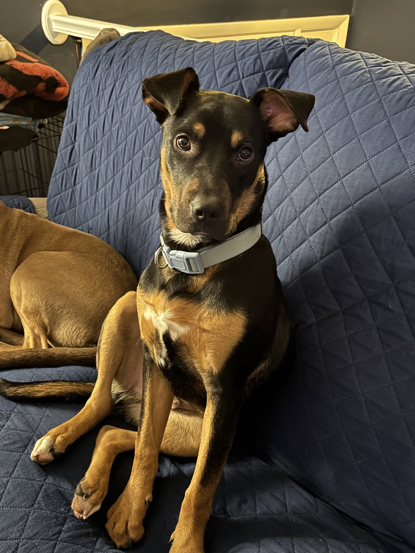 Dog for Adoption Snickers aka Nicky, a Shepherd in Elyria, OH Alpha Paw