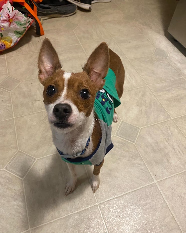Dog for Adoption Mouse, a Chihuahua in Elyria, OH Alpha Paw