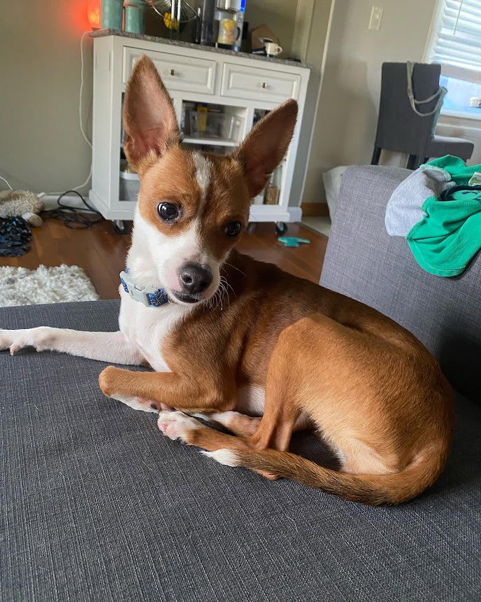 Dog for Adoption Mouse, a Chihuahua in Elyria, OH Alpha Paw