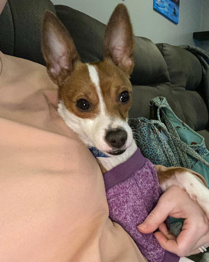 Dog for Adoption Mouse, a Chihuahua in Elyria, OH Alpha Paw