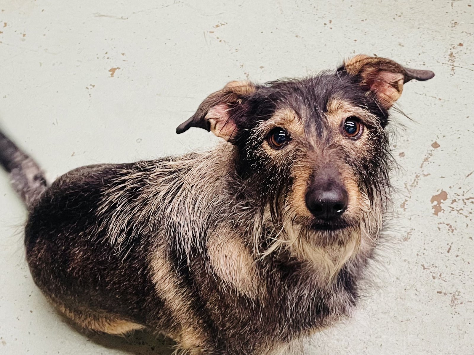 Dog for Adoption Clover, a Dachshund in Brookfield Center, OH Alpha Paw