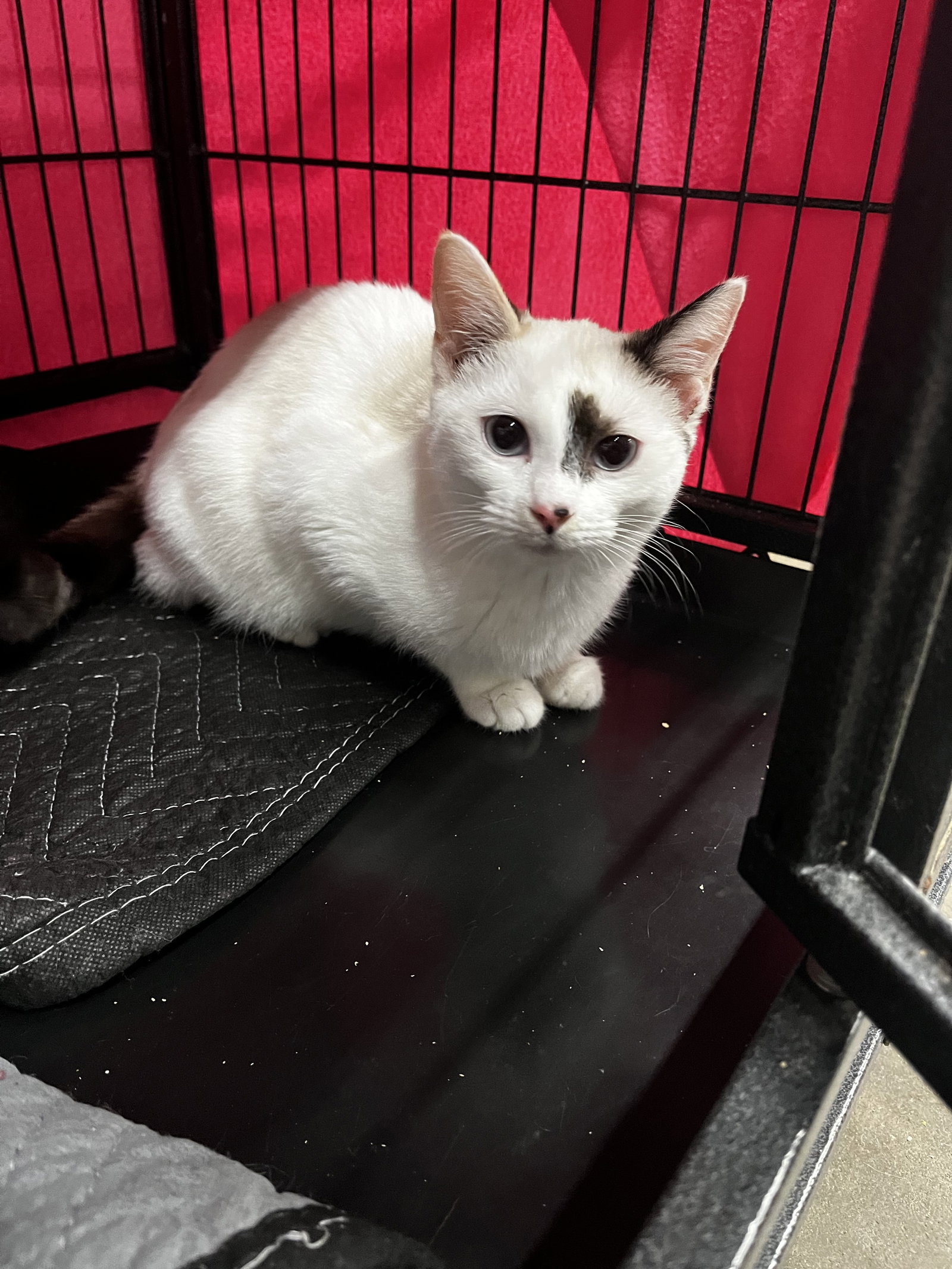 Cats for Adoption in Cleveland, Ohio Alpha Paw
