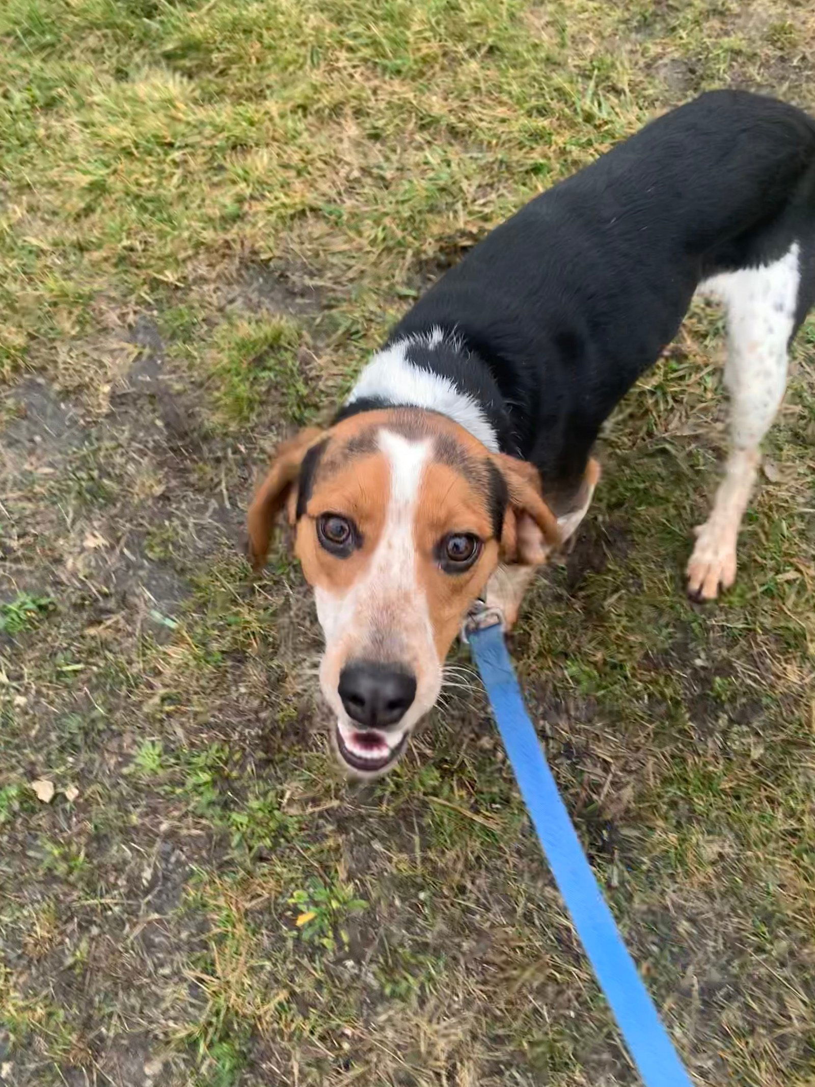 Dog for Adoption - Luke, a Beagle in Medina, OH | Alpha Paw