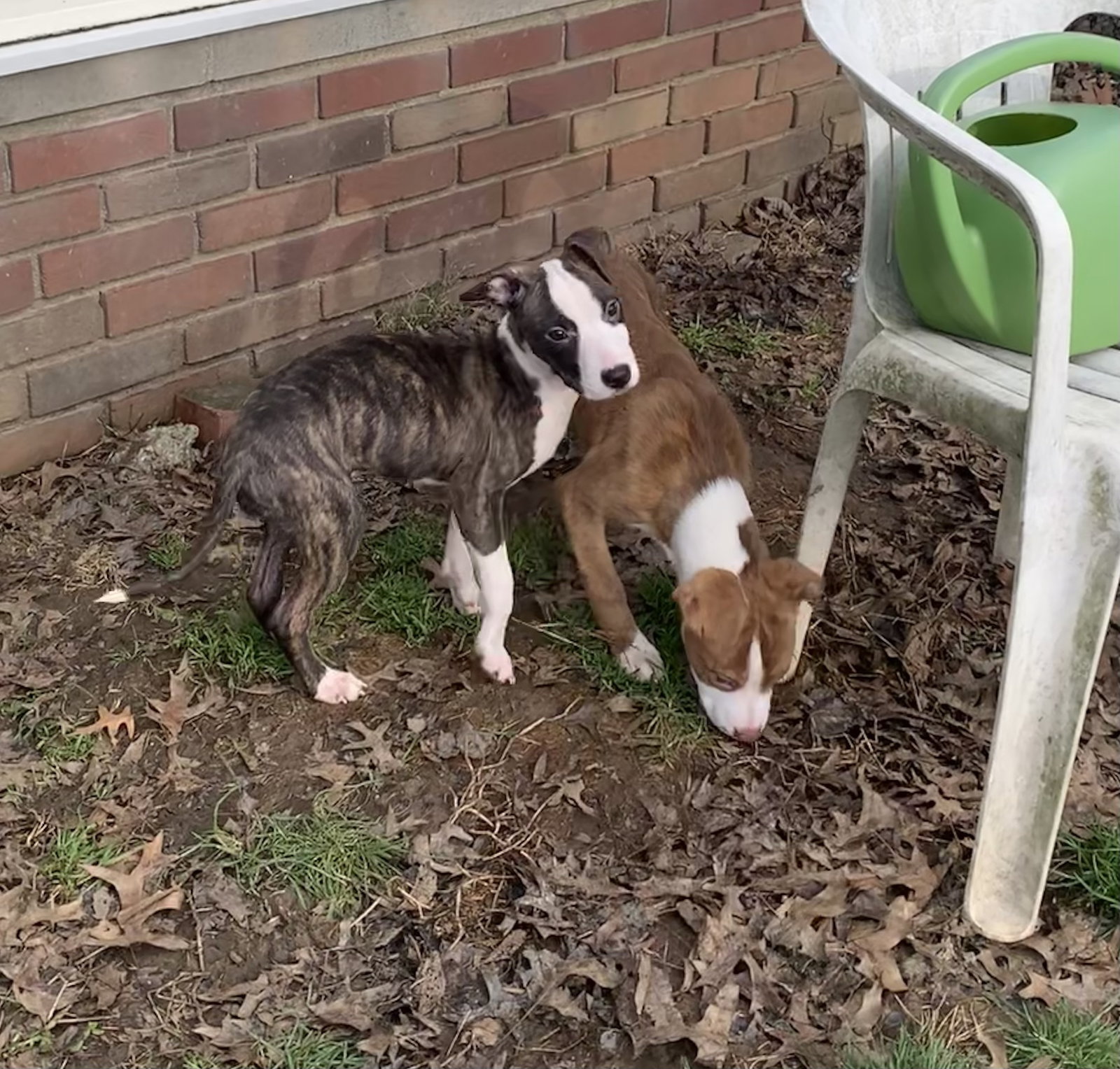 Dog for Adoption Puppy Wednesday, a Pit Bull Terrier in Euclid, OH