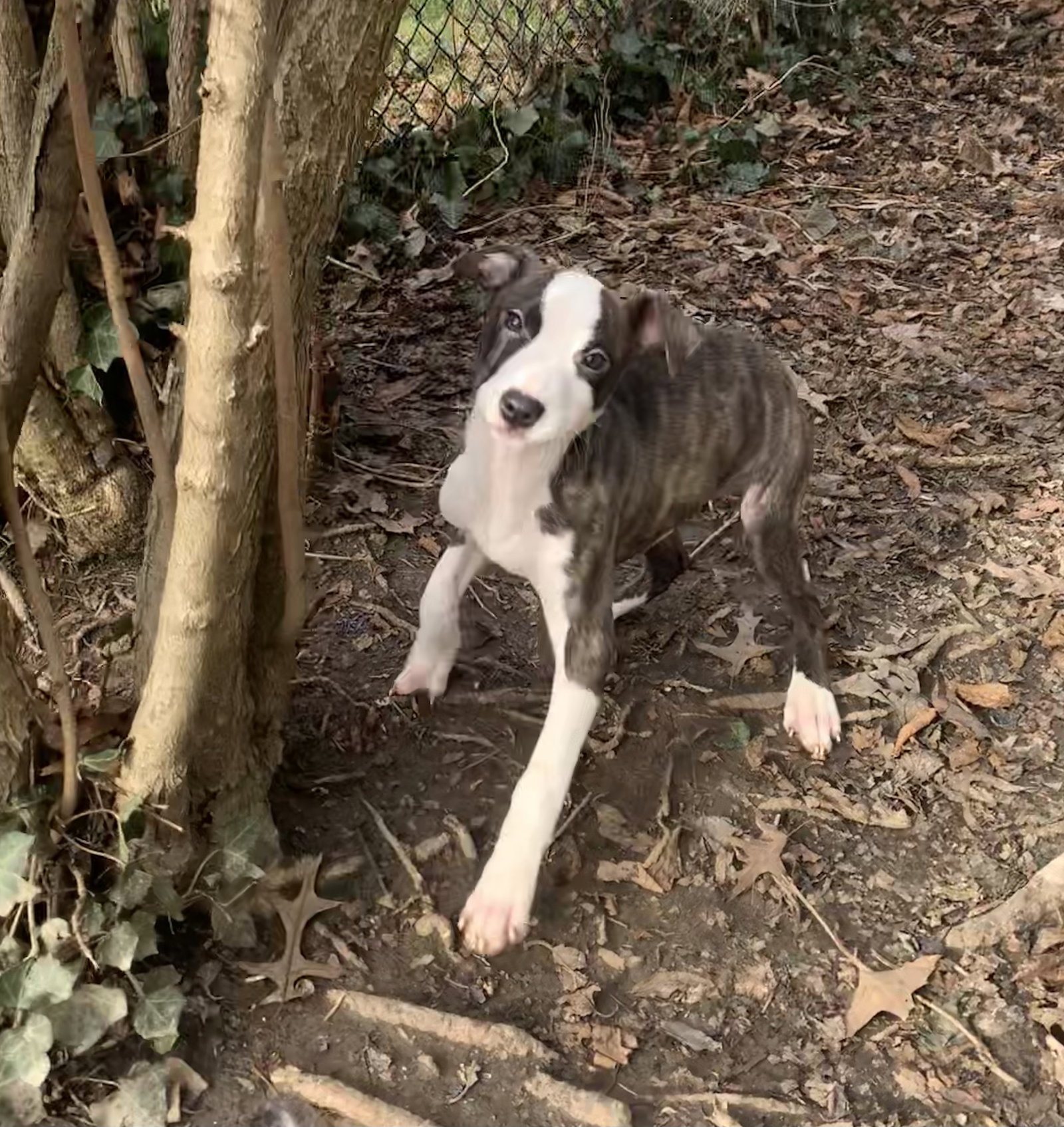 Dog for Adoption Puppy Wednesday, a Pit Bull Terrier in Euclid, OH