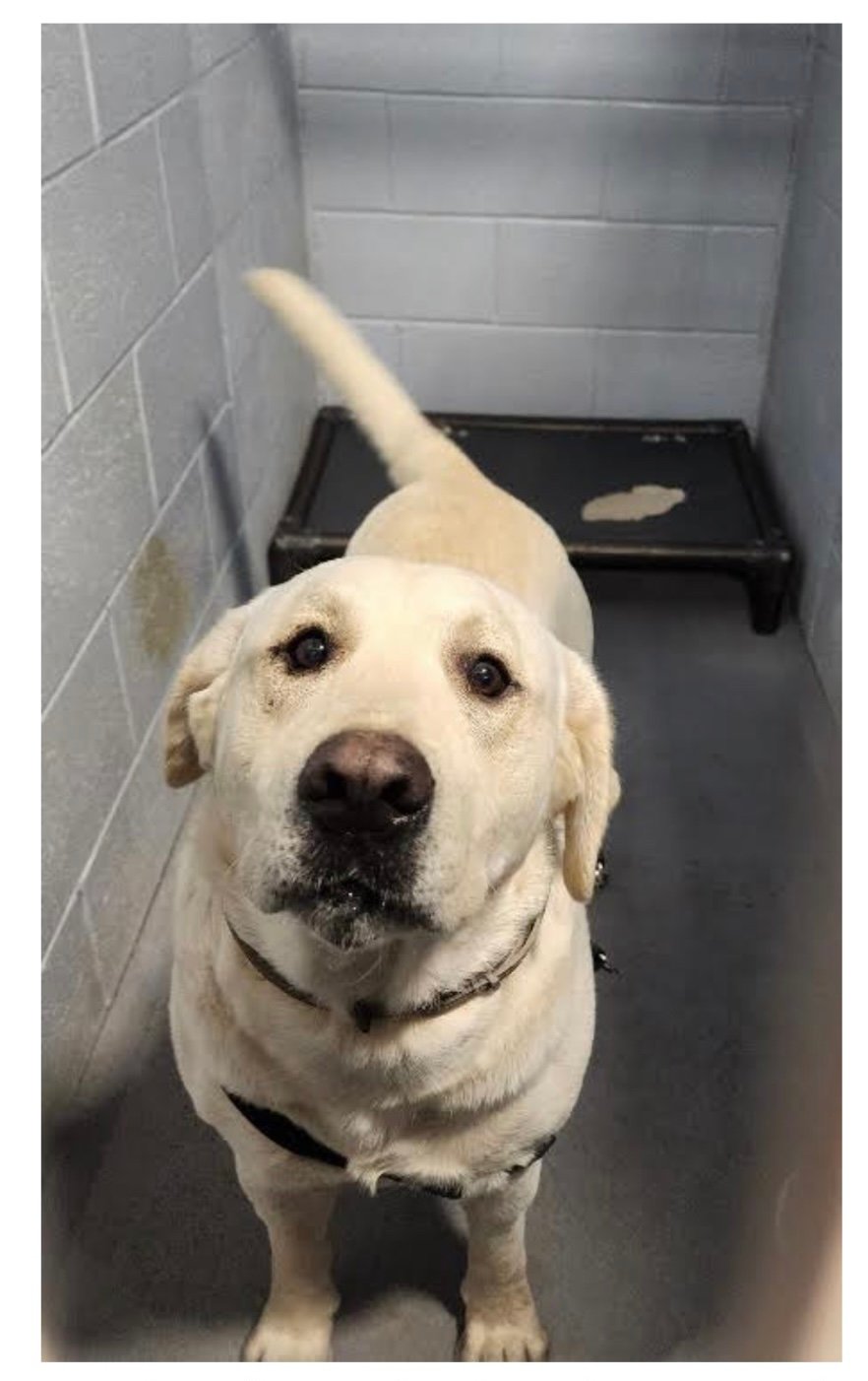 Dog For Adoption - Trigger, A Labrador Retriever In New Philadelphia ...