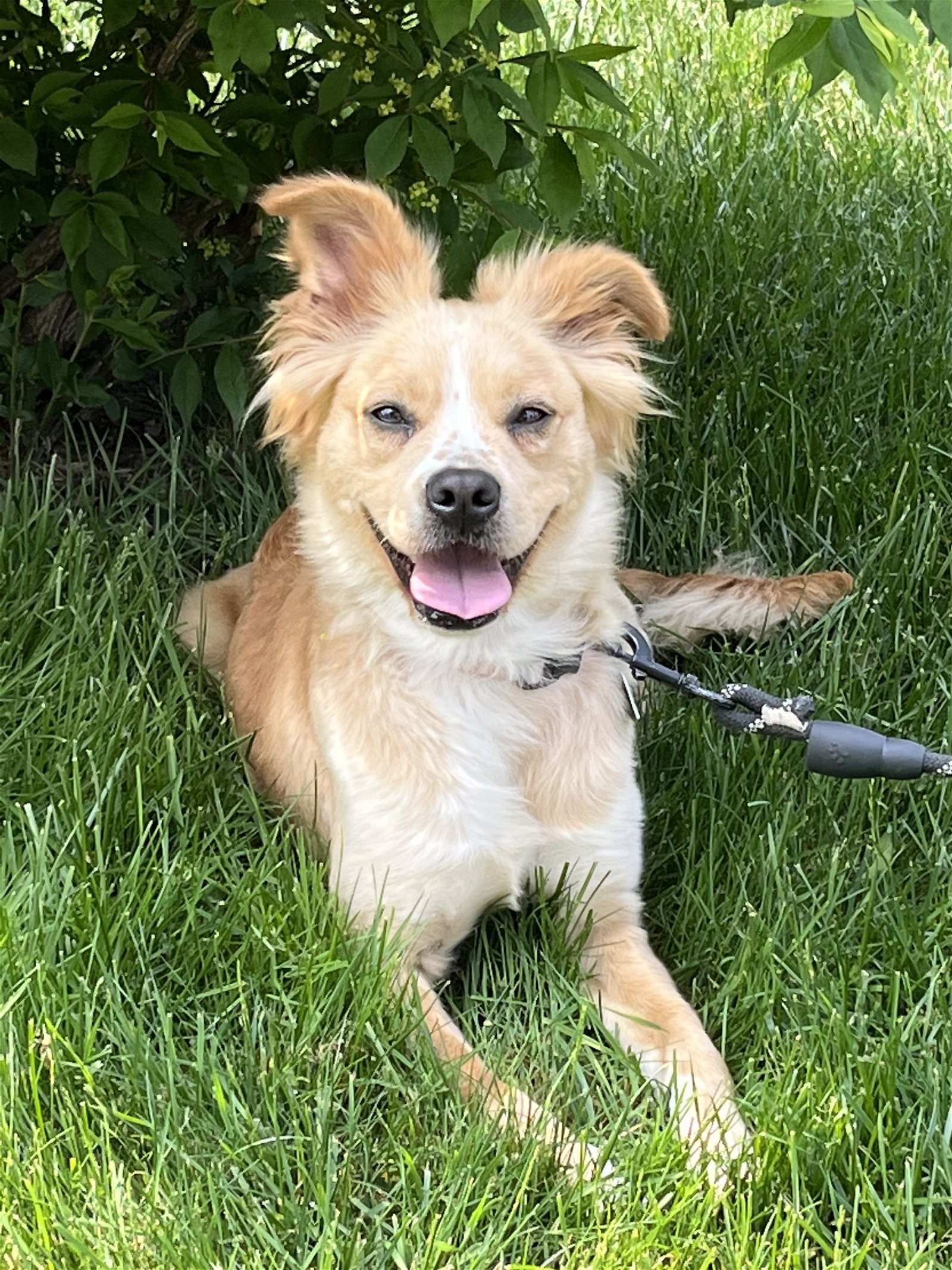 Dog for Adoption Bamboo, a Collie in Brookfield Center, OH Alpha Paw