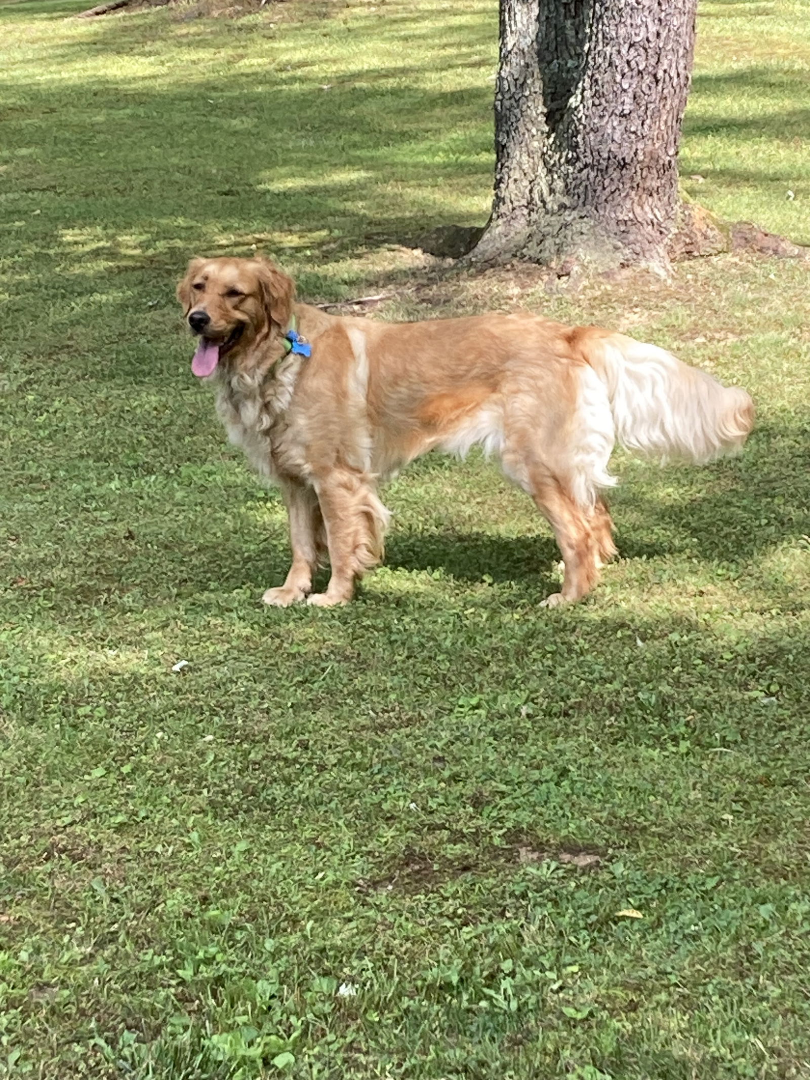 dog-for-adoption-dimples-a-golden-retriever-in-mahoning-county-oh