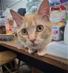 adoptable Cat in green, OH named Rya