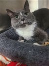 adoptable Cat in cuyahoga falls, OH named Bellatrix