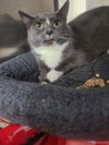 Bellatrix (FIV+) - Photo 2
