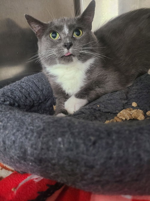 BELLATRIX (FIV+) - Domestic Medium Hair available for adoption