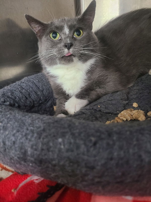 Bellatrix (FIV+)