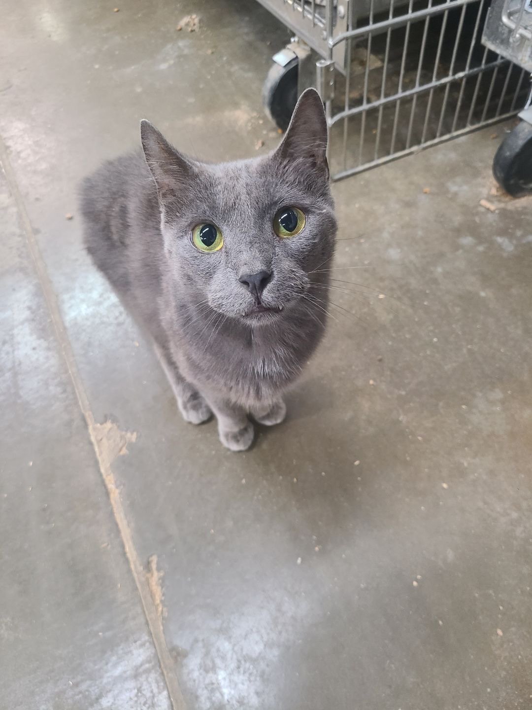 adoptable Cat in Cuyahoga Falls, OH named Shade (SPECIAL DIET)