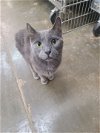 adoptable Cat in  named Shade (SPECIAL DIET)
