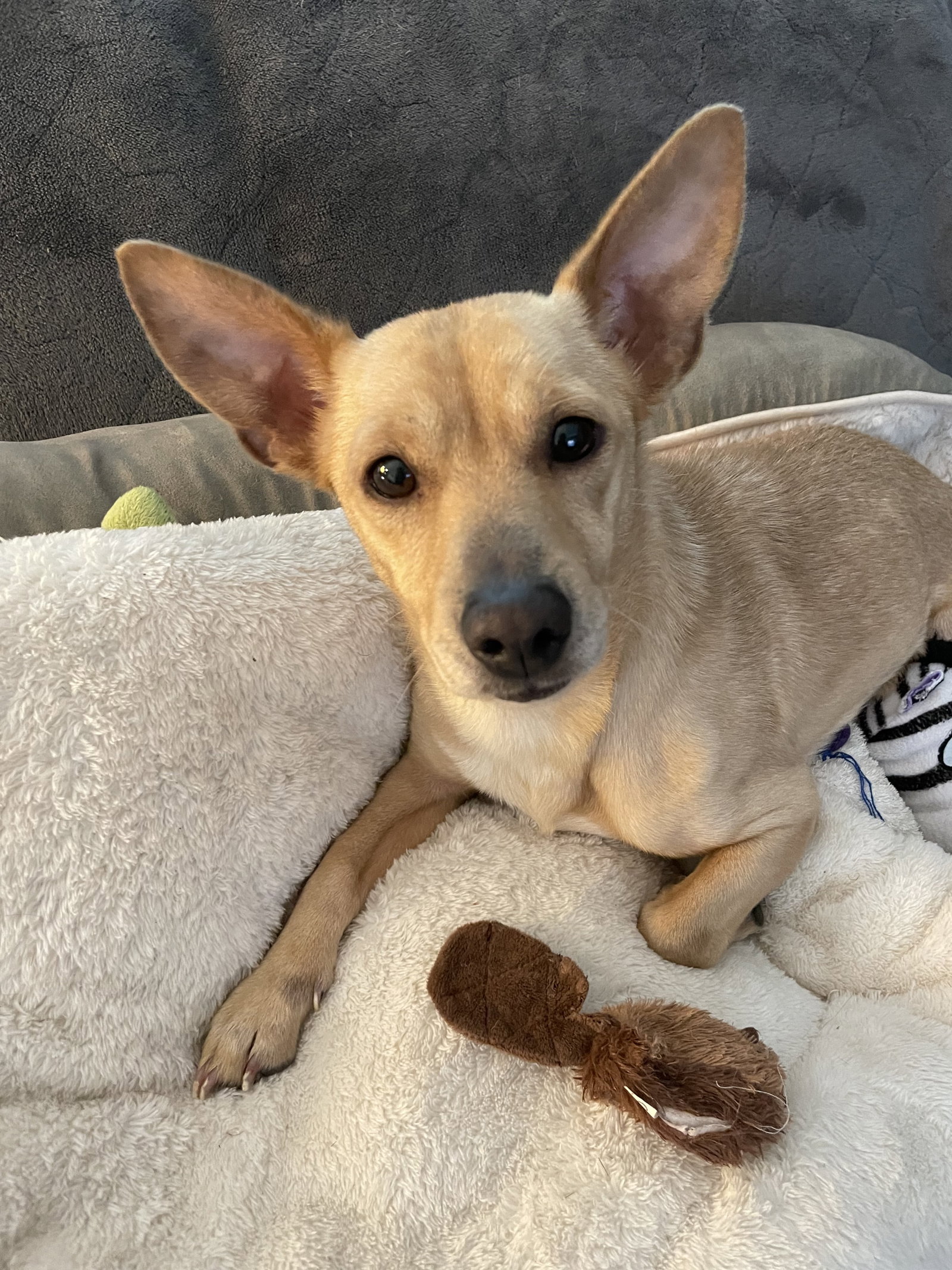 Dog for Adoption Duchess, a Chihuahua in Hubbard, OH Alpha Paw