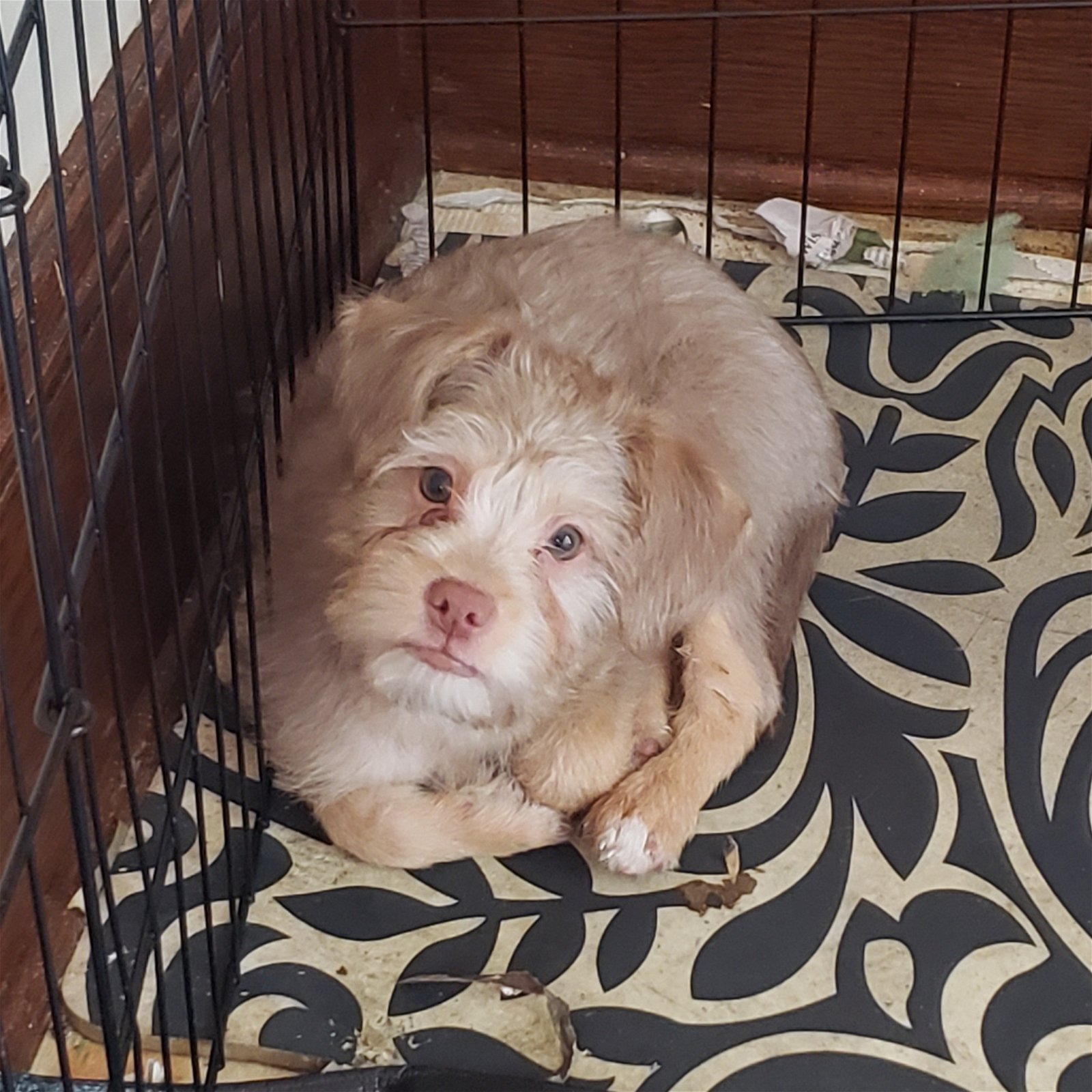 Dog for Adoption Puppy Jackson (Pending), a Irish Terrier in
