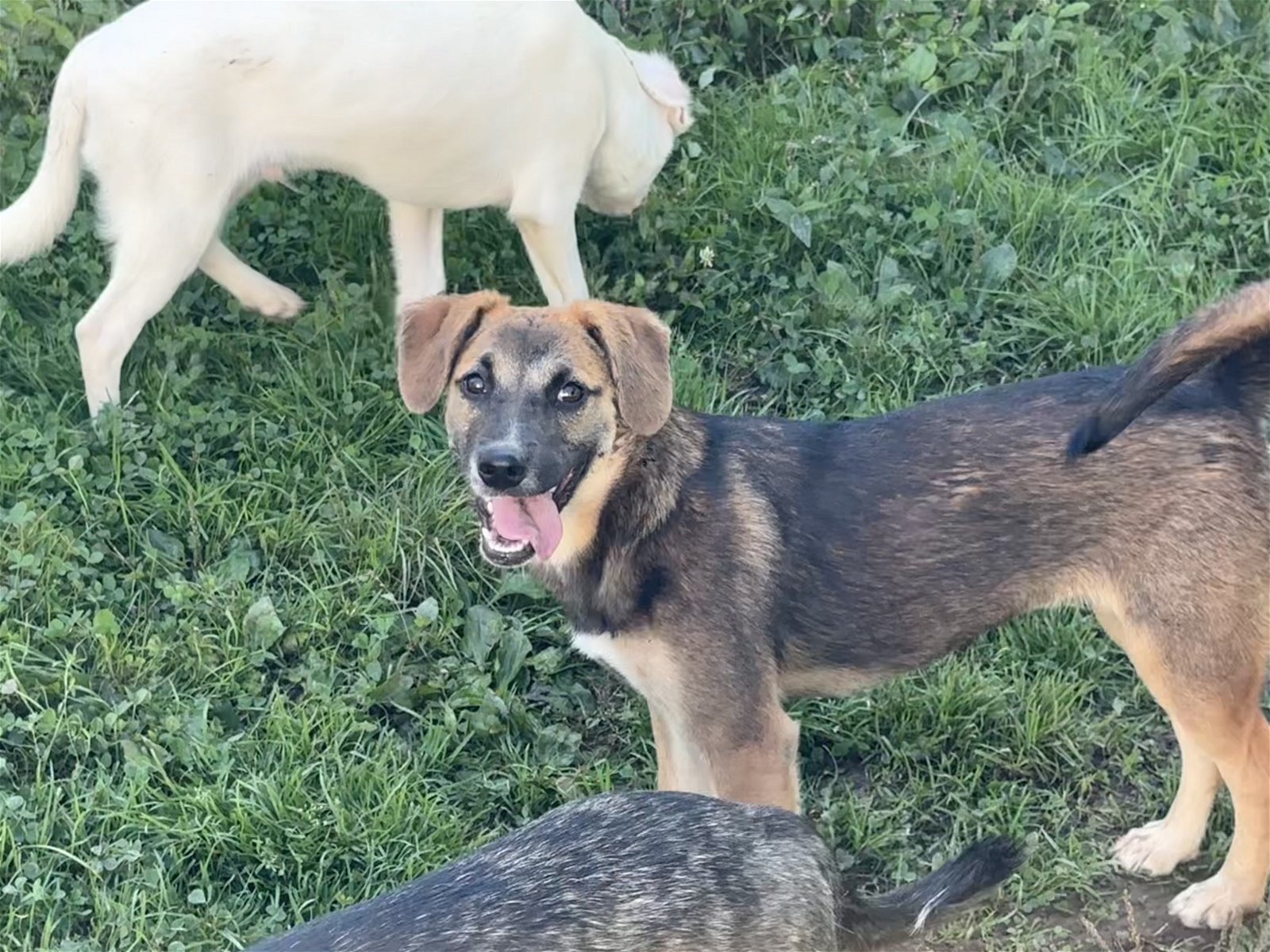 Dog for Adoption Victoria, a Labrador Retriever in Middlefield, OH Alpha Paw