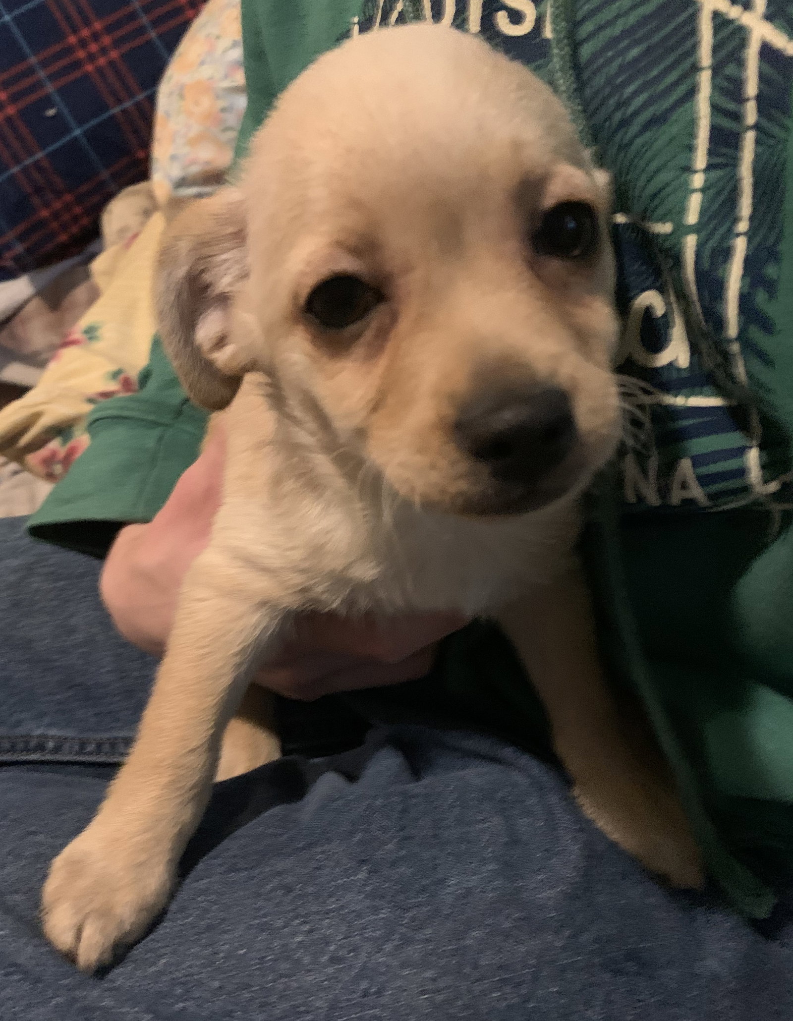 Dog for Adoption Caleb Puppy, a Schipperke in Lordstown, OH Alpha Paw