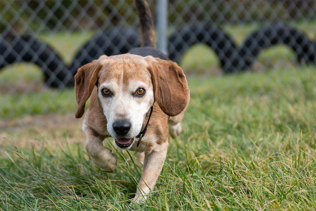 Dog for Adoption Boo, a Beagle in Parma, OH Alpha Paw