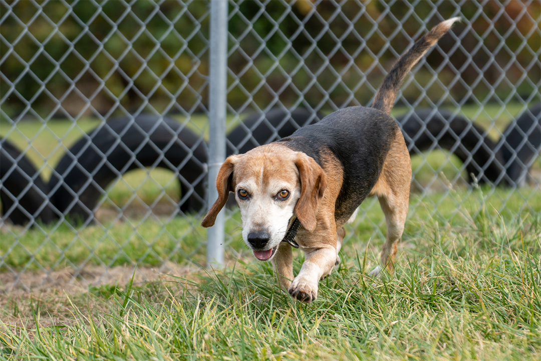 Dog for Adoption Boo, a Beagle in Parma, OH Alpha Paw