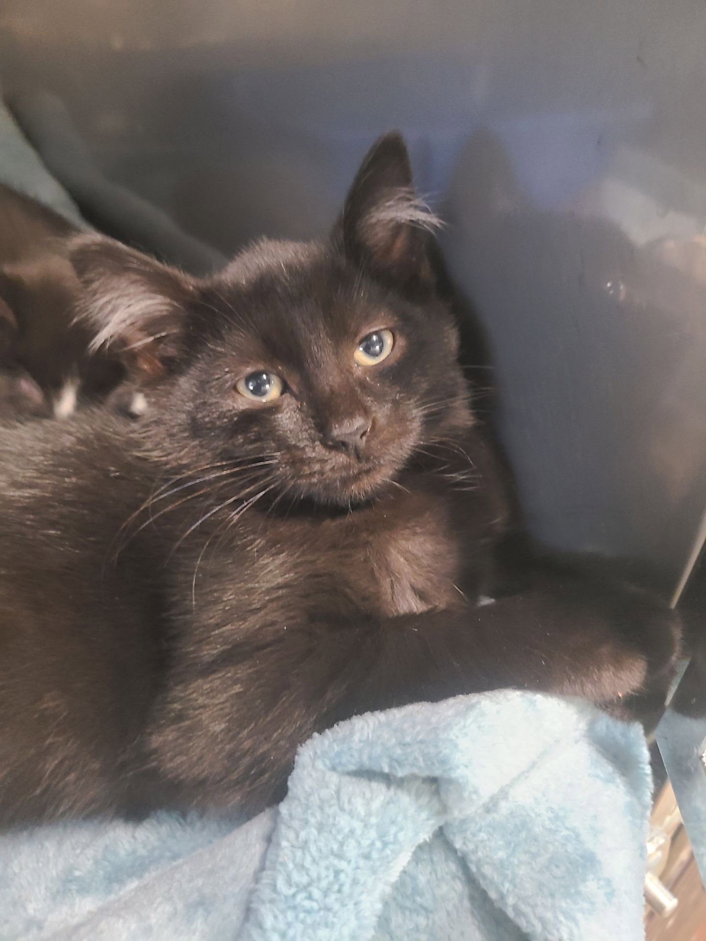Cat adoption in Cuyahoga Falls, OH 44223 Domestic Medium Hair (medium